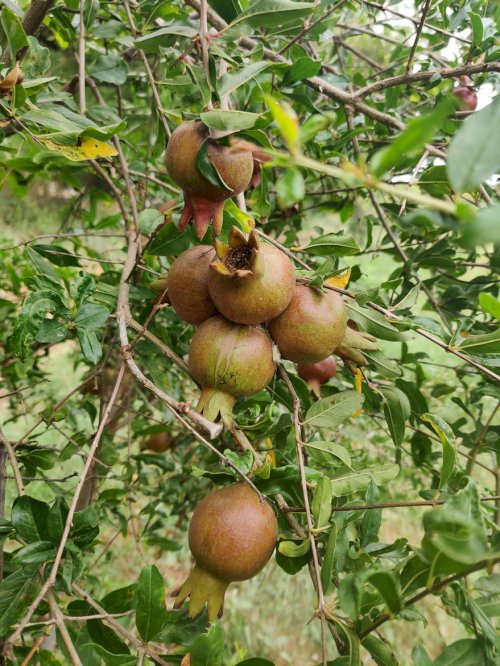 कृषि तीर्थ बजवाडा फॉर्म फोटो 