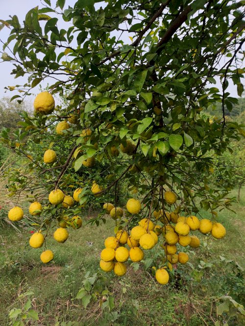 कृषि तीर्थ बजवाडा फॉर्म फोटो 