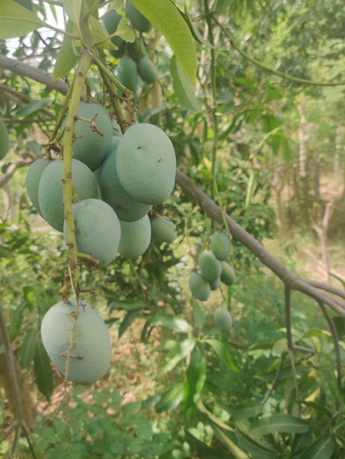 कृषि तीर्थ बजवाडा फॉर्म फोटो 