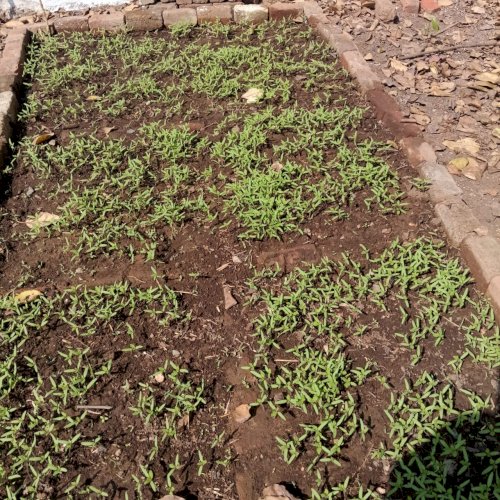 New saplings getting ready for summer veggies production