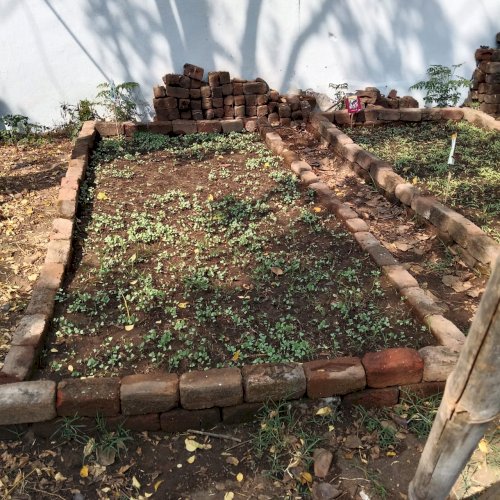 New saplings getting ready for summer veggies production