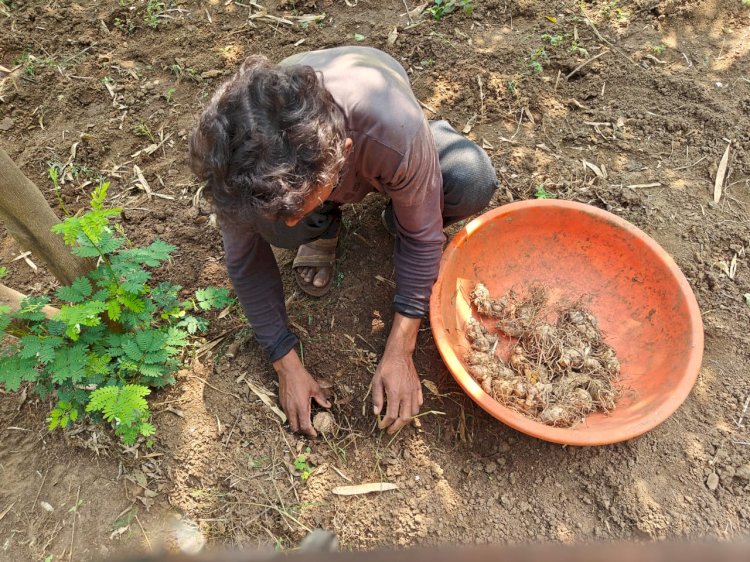 कृषि तीर्थ बजवाडा पर फलदार पेड़ों के बिच में हल्दी लगाने का कार्य किया जा रहा है....