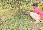 Pruning of lemon tree