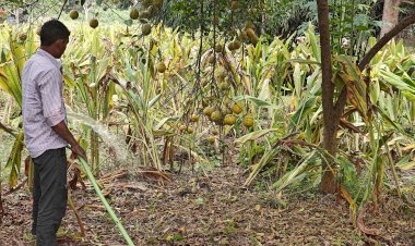 Spread of Amrut Jal at the root zone of Lemon tree