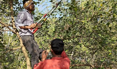 Pruning of Lemon tree