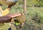 Application of Cow dung paste on the cut portion of Lemon tree branches.