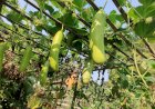Bottle Gourd (Lauki) in Ganga Maa Mandal