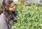 Methi Harvest