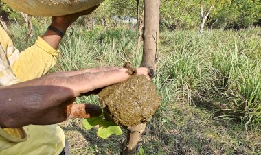 Application of Cow dung paste on the cut portion of Lemon tree branches.