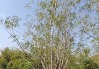 Pruning of Moringa Tree
