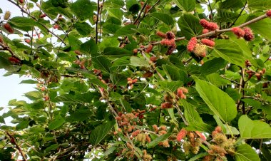 Mulberries