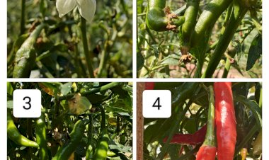 Chilli growth stages