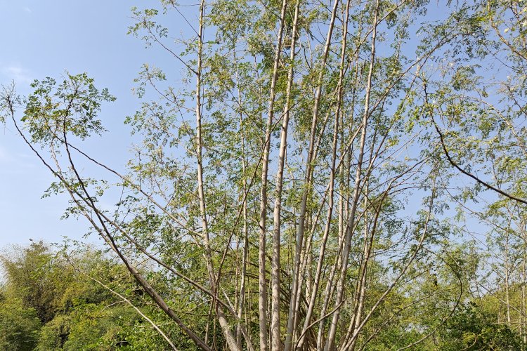 Moringa Tree