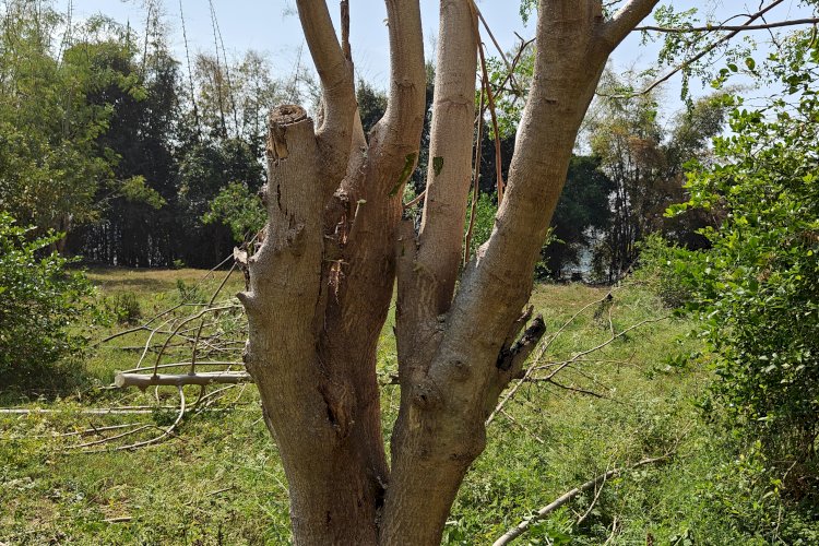 Pruned Moringa tree