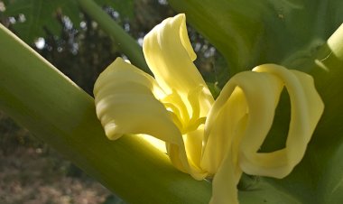 Papaya Growth stages