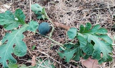 Baby Watermelon