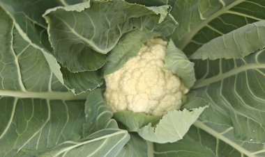 Cauliflower