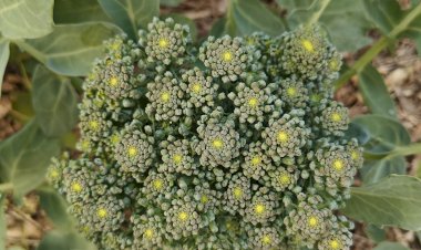 Broccoli