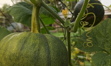 Pumpkin