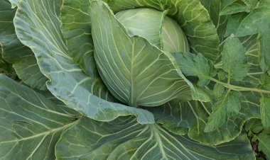Cabbage