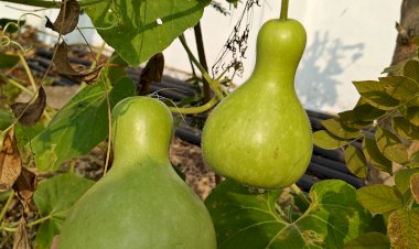 Bottle Gourd