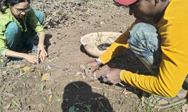 Sowing of Onion Saplings