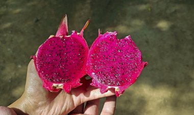 Pink Dragon Fruit