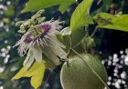 Passion Fruit Flower