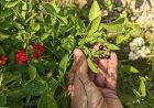 Black nightshade (Makoi)