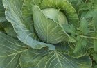 Cabbage